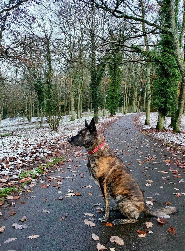 Goed huisje gezocht voor Hollandse Herder teef van bijna 9, 6 jaar of ouder, Teef, Eén hond, Herder