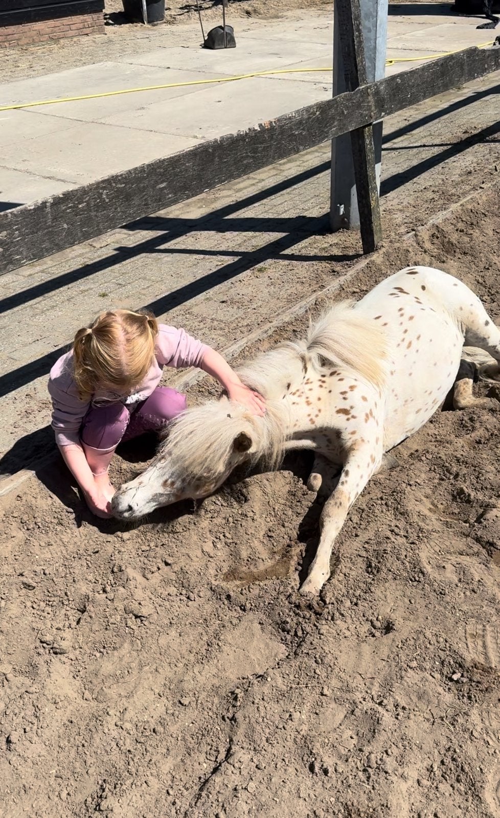 Unieke panterbonte pony TE KOOP, Dieren en Toebehoren, Pony's, Gechipt, Niet van toepassing, 0 tot 2 jaar, Hengst