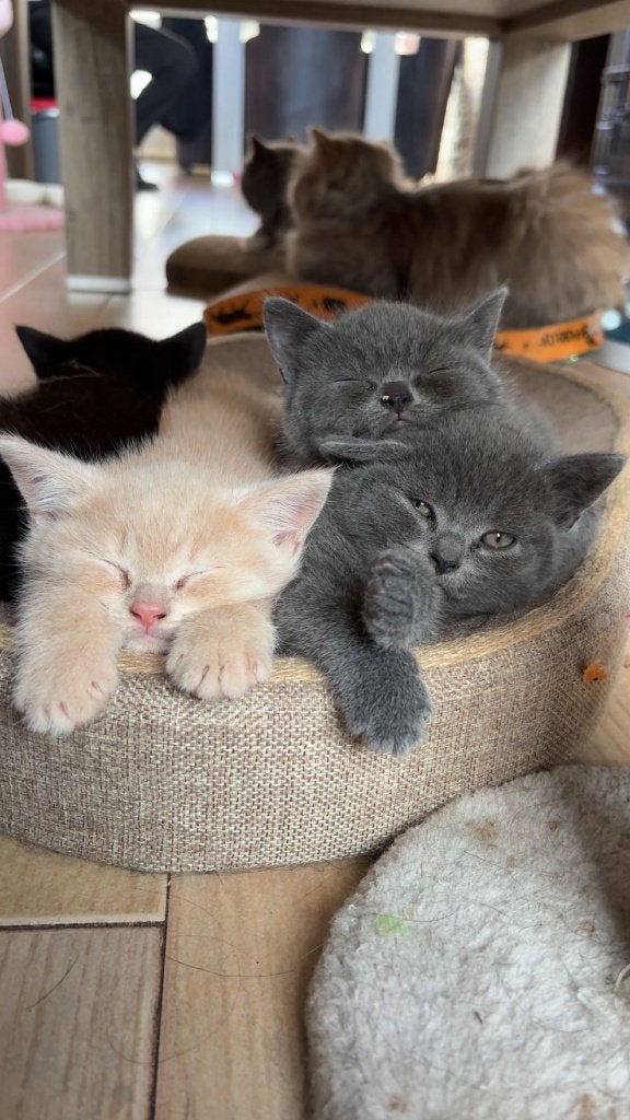 Prachtige kittens kruising, zie omschrijving, Meerdere dieren, Gechipt, 0 tot 2 jaar