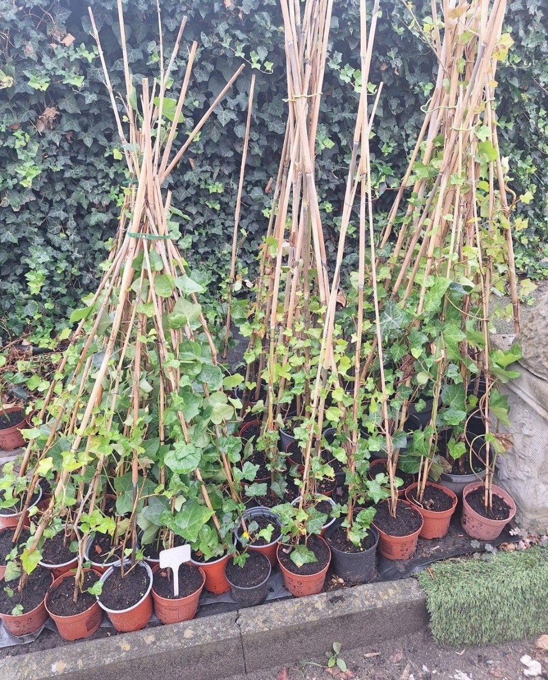 hedera, Tuin en Terras, Ophalen, Bloeit niet, Klimplanten, Halfschaduw