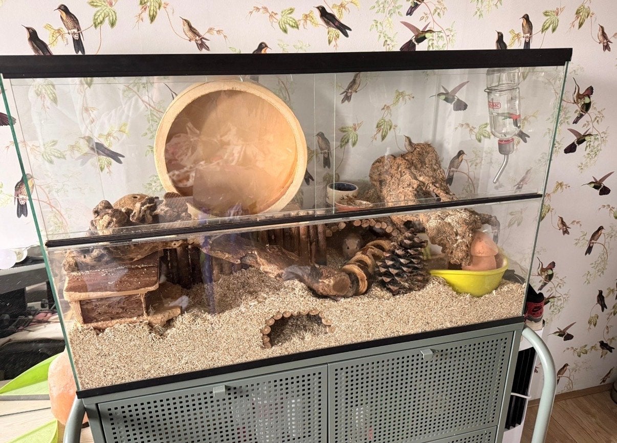Gerbils met compleet hok, Vrouwelijk, Januari, Overige typen, Tam