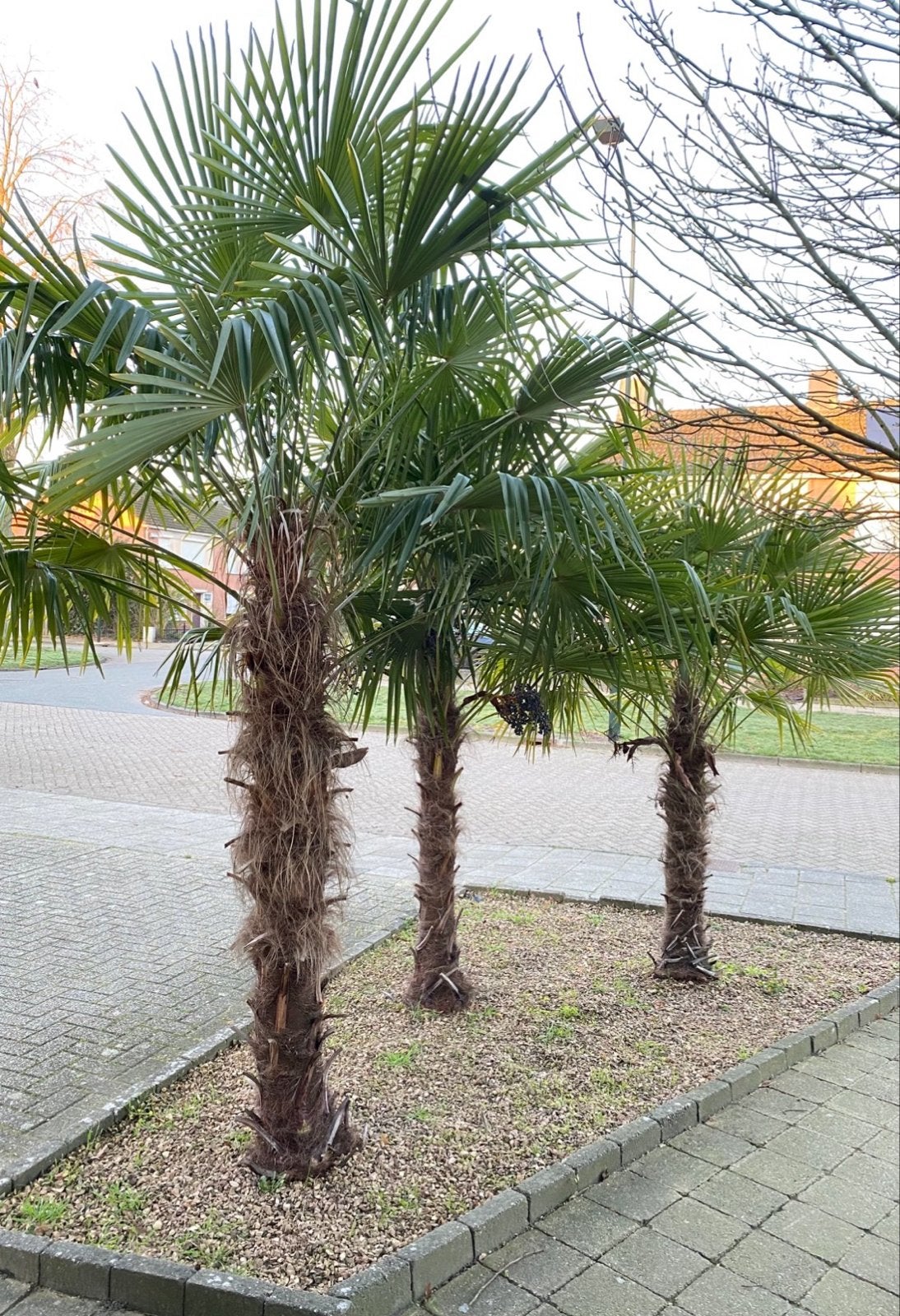 Winterharde Palmbomen - Ideaal voor uw tuin!, Volle zon, Vaste plant, Bloeit niet, Ophalen