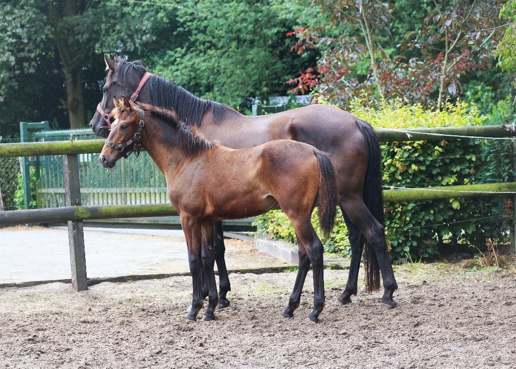 Entertainer Number One x Desperado x Jazz, KWPN merrieveulen, Merrie, Dressuurpaard, Met stamboom, 0 tot 2 jaar