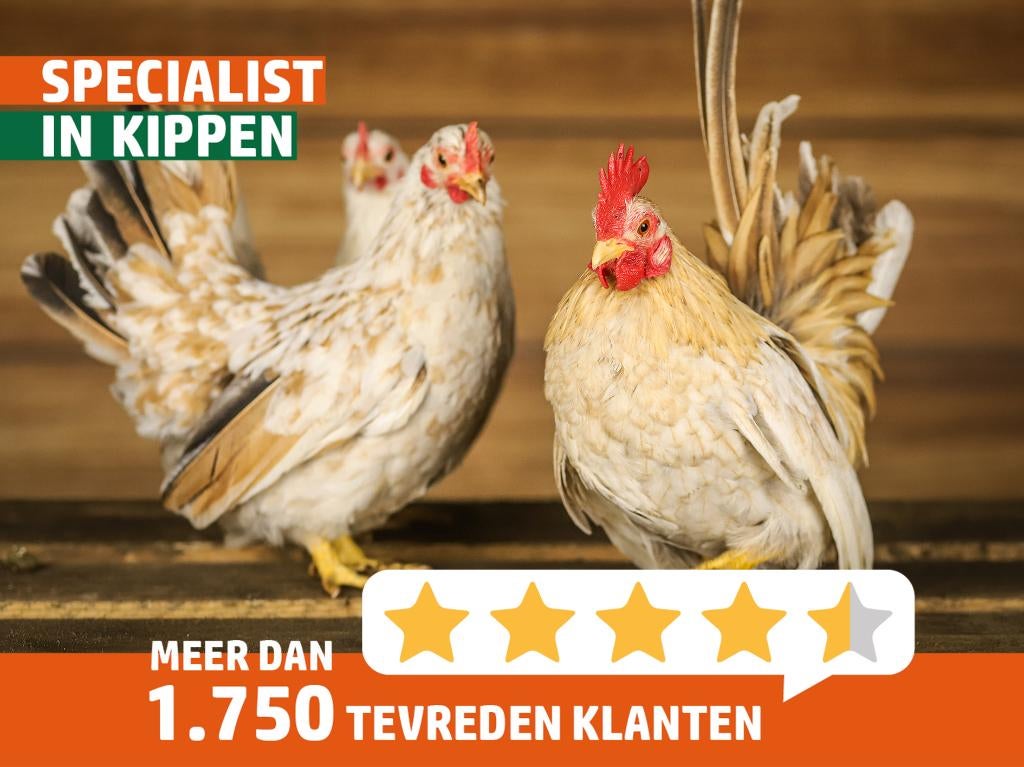 Serama | Lieve kip | Kippen | Deskundig advies, Meerdere dieren, Kip