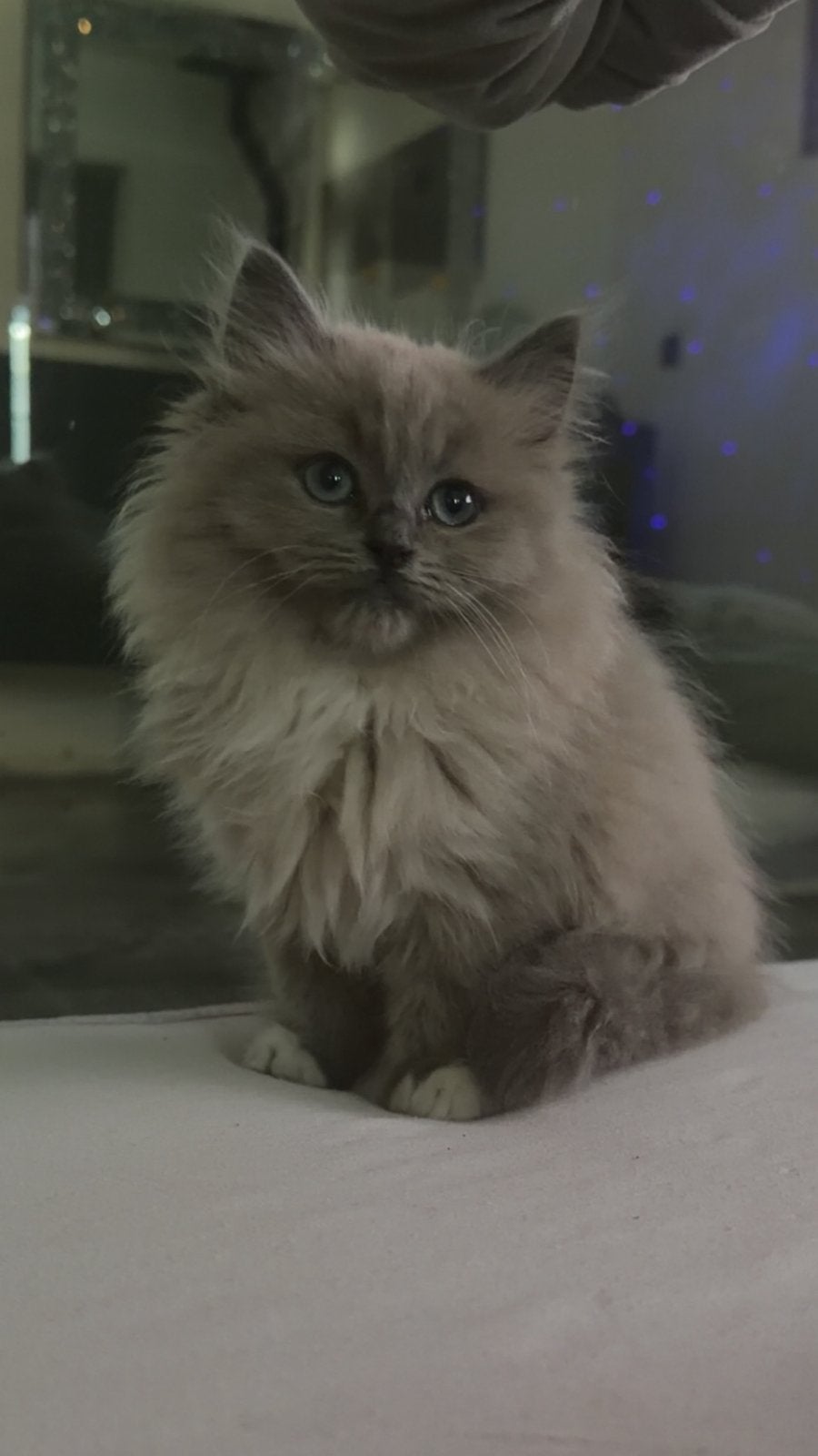 Raszuivere ragdoll kitten (m), Dieren en Toebehoren, Meerdere dieren, Langharig, 0 tot 2 jaar