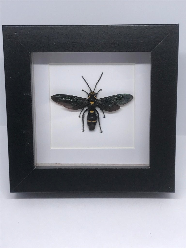 insekt  Megacolia Procer (wesp), Ophalen of Verzenden, Nieuw, Insect, Opgezet dier