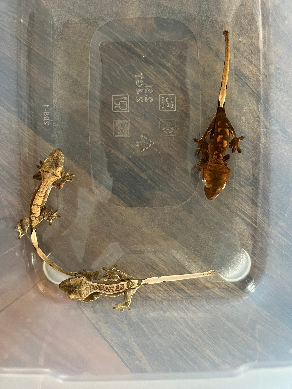 Wimpergekko - Correlophus ciliatus Crested Gecko photo 6