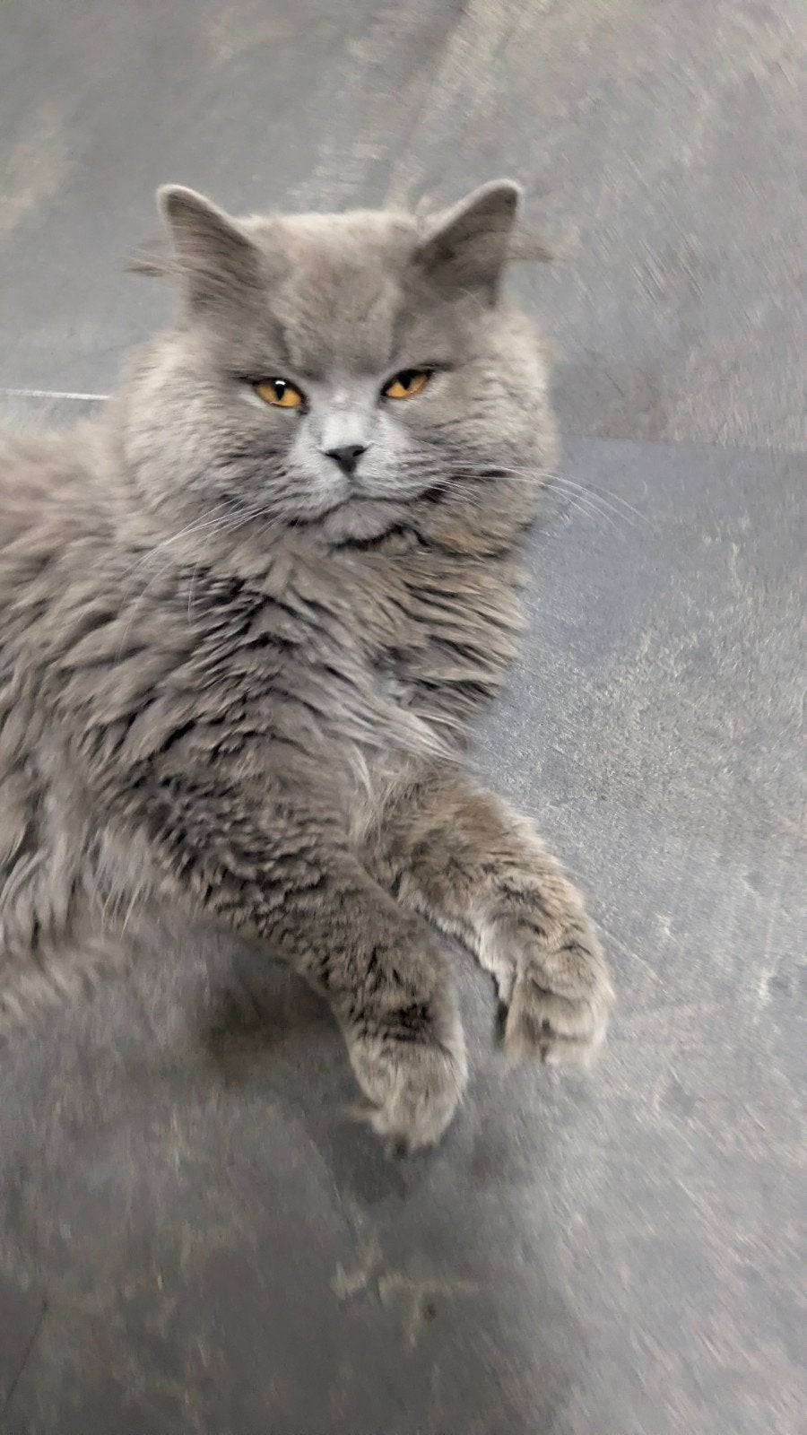 Britse lange haar kater, Meerdere dieren, Kortharig, 0 tot 2 jaar