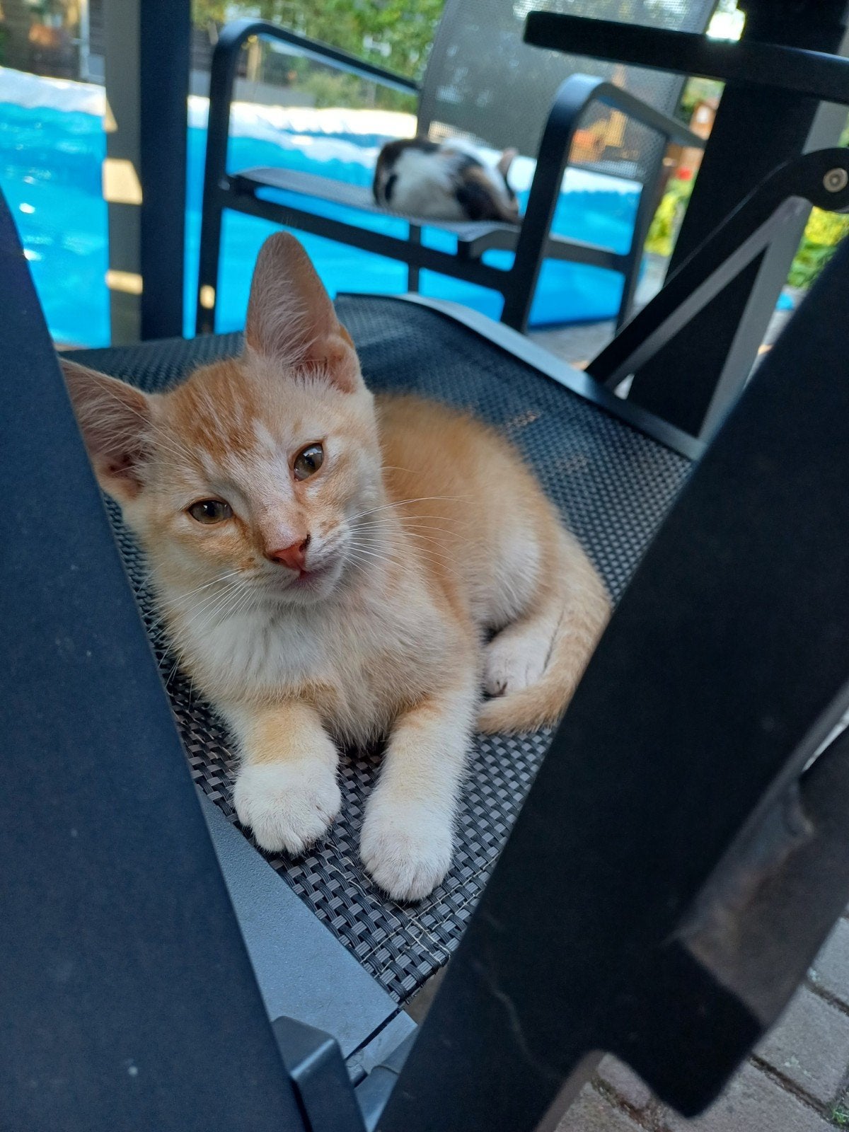 2 lieve  katertjes van 11 weken . Ze mogen het nest verlaten, Kater