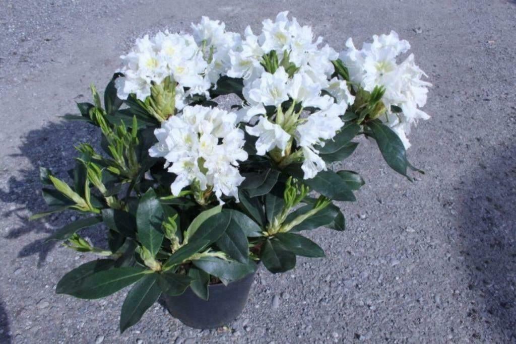 Diverse Rhododendrons, Tuin en Terras, Vaste plant, Halfschaduw, Lente, Ophalen