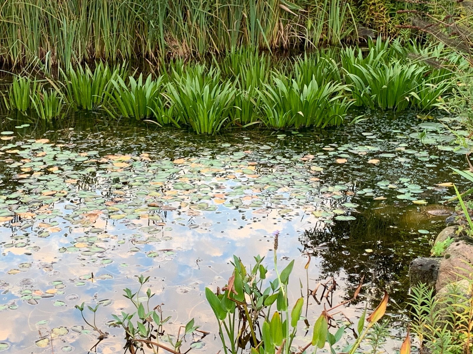 Krabbescheer, mooie volwassen planten, Tuin en Terras, Ophalen, Zo goed als nieuw