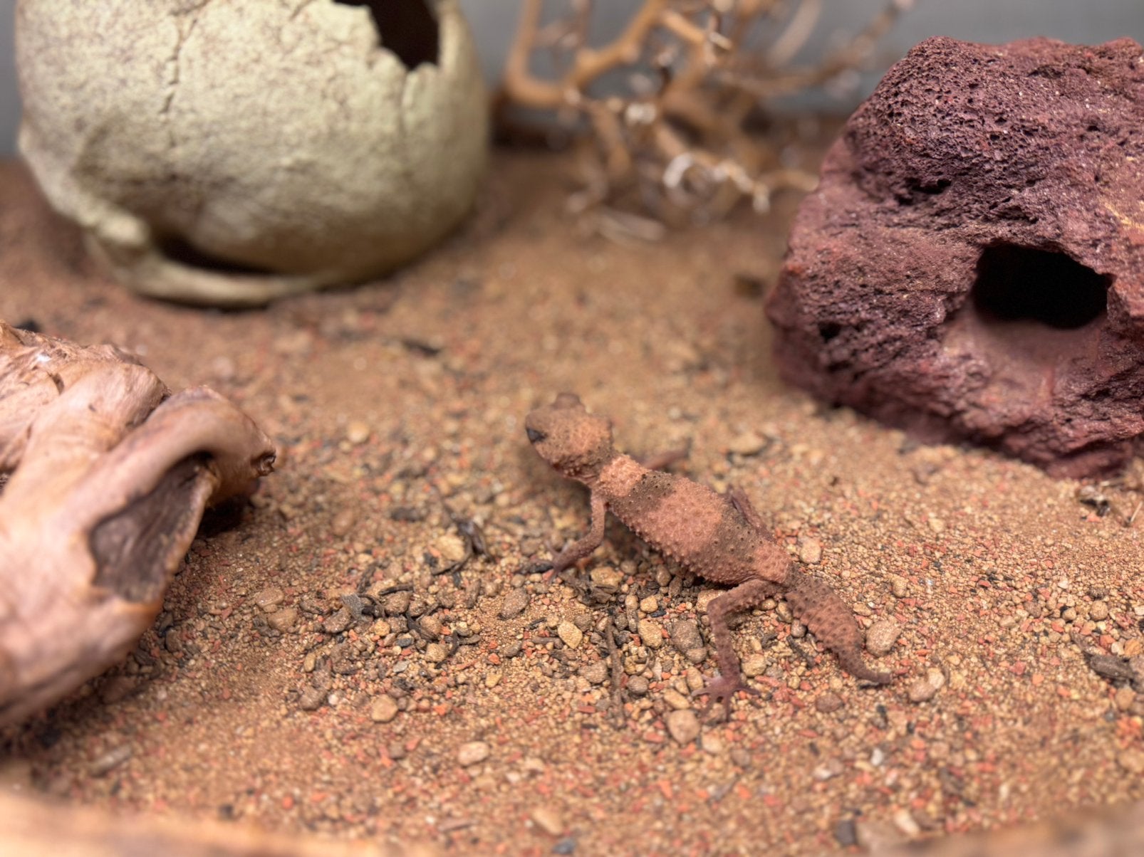 Knopstaart gekko Nephrurus wheeleri, Dieren en Toebehoren, Reptielen en Amfibieën, Hagedis, 0 tot 2 jaar