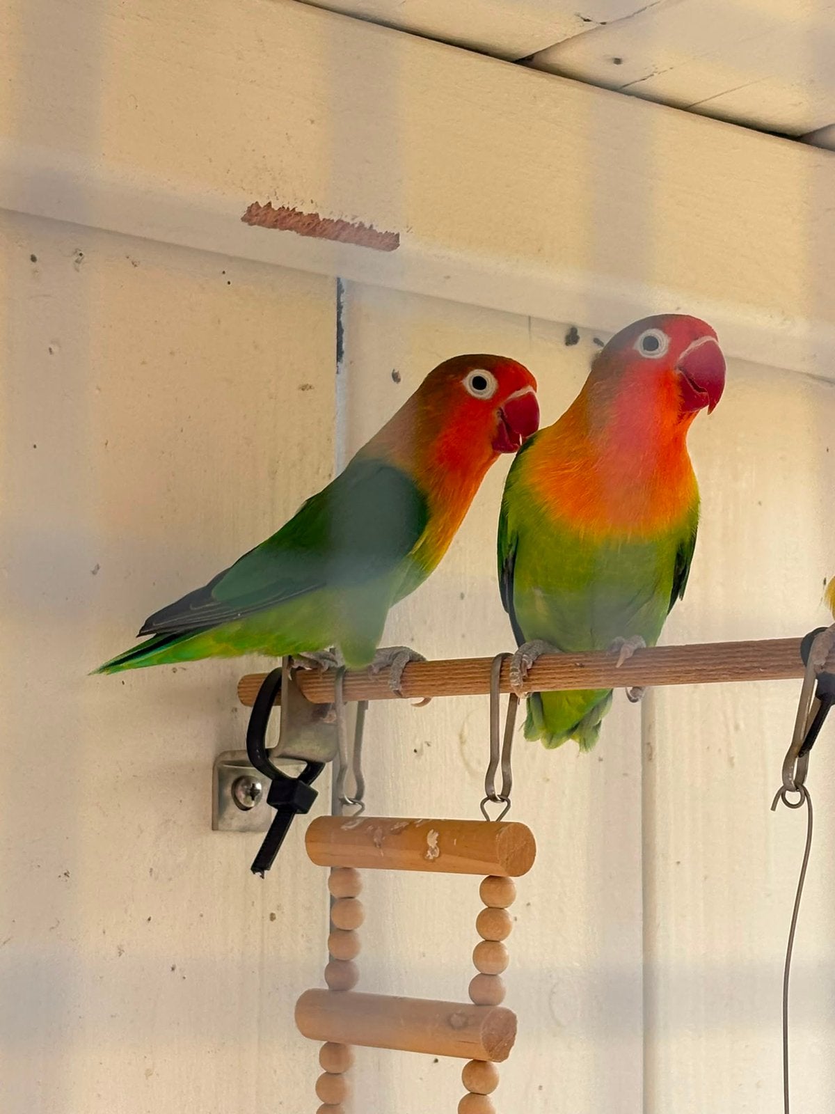 Koppel agapornis fischeri dwergpapegaai, Dieren en Toebehoren, Vogels | Parkieten en Papegaaien, Meerdere dieren, Dwergpapegaai of Agapornis