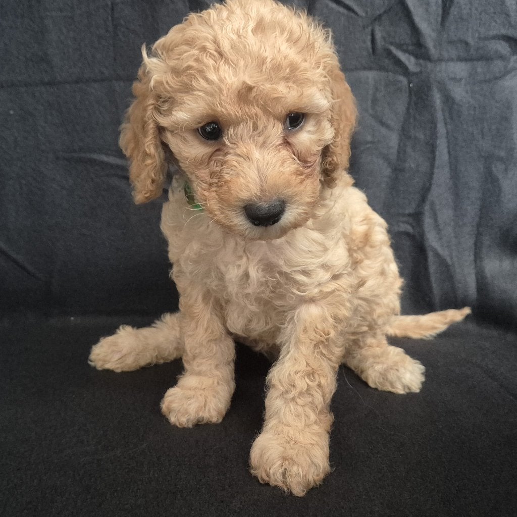 Kleine maat cockapoo, 8 tot 15 weken, Eén hond, Nederland, Particulier