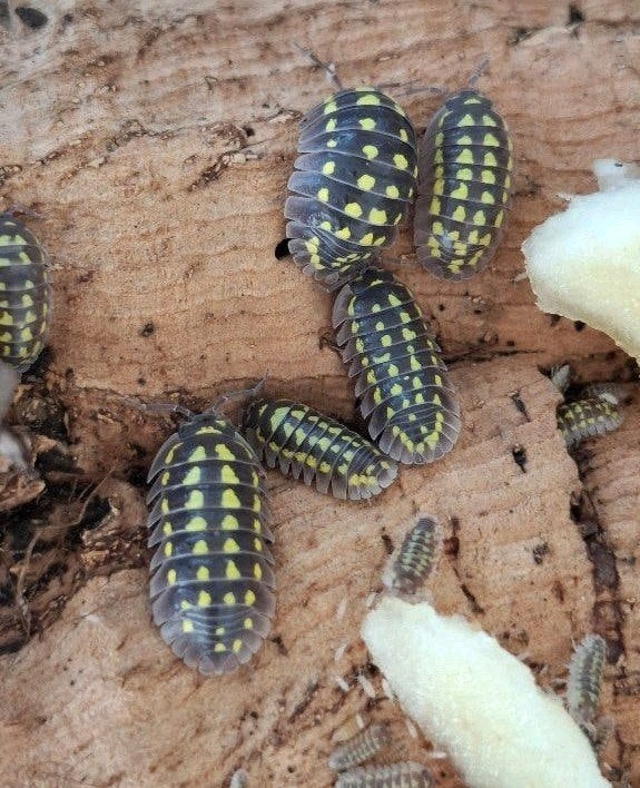 Armadillidium Gestroi pissebedden – 10 stuks voor €7,50, Februari, Meerdere dieren