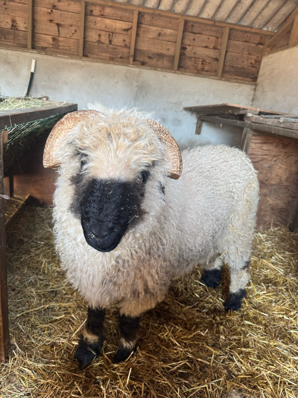 Stamboek walliser schwarznase ram, Mannelijk, Schaap, 3 tot 5 jaar