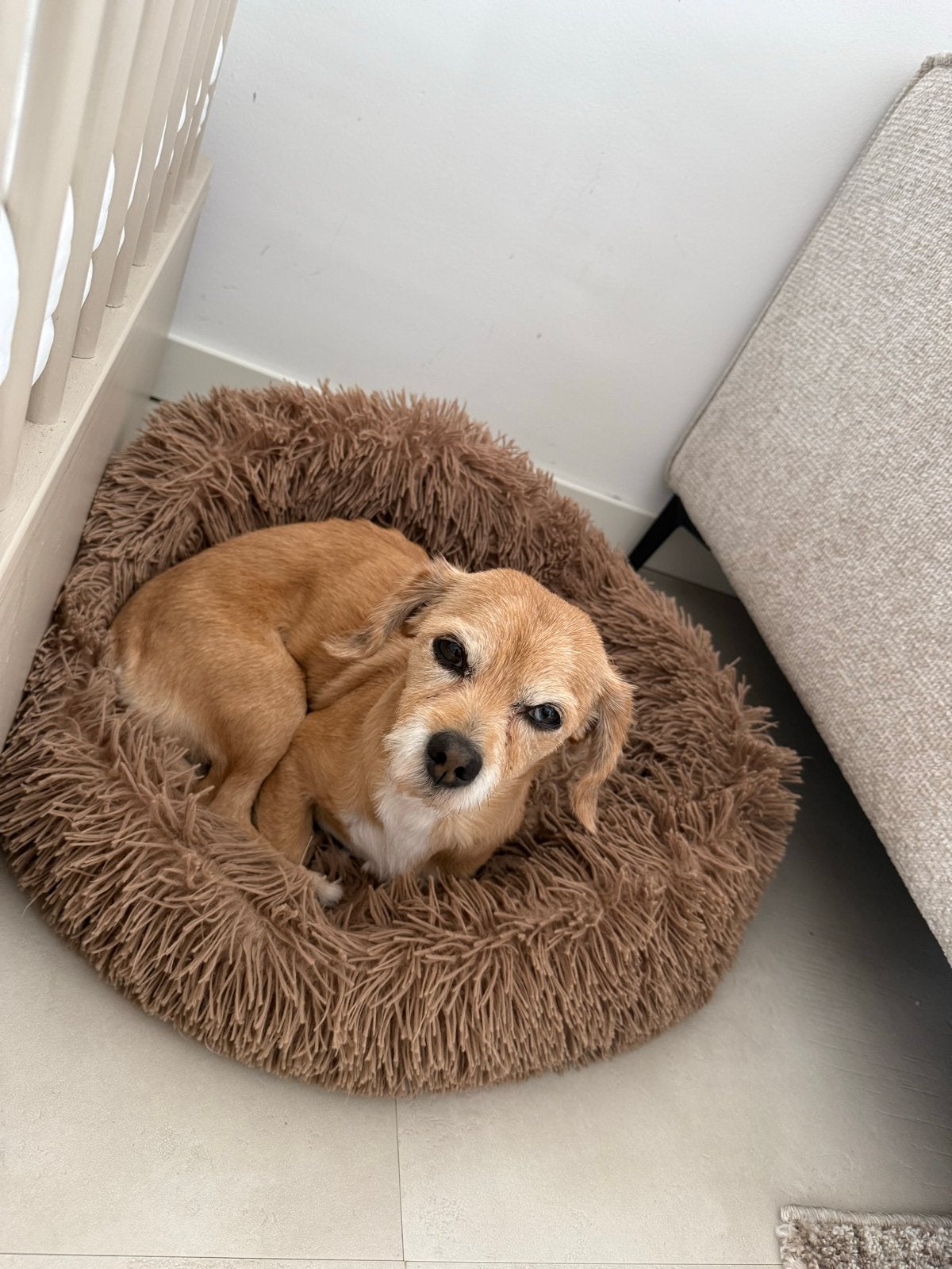 Pasja zoekt een gouden mandje (reutje 10 jaar)., 6 jaar of ouder, Reu, Eén hond, Nederland