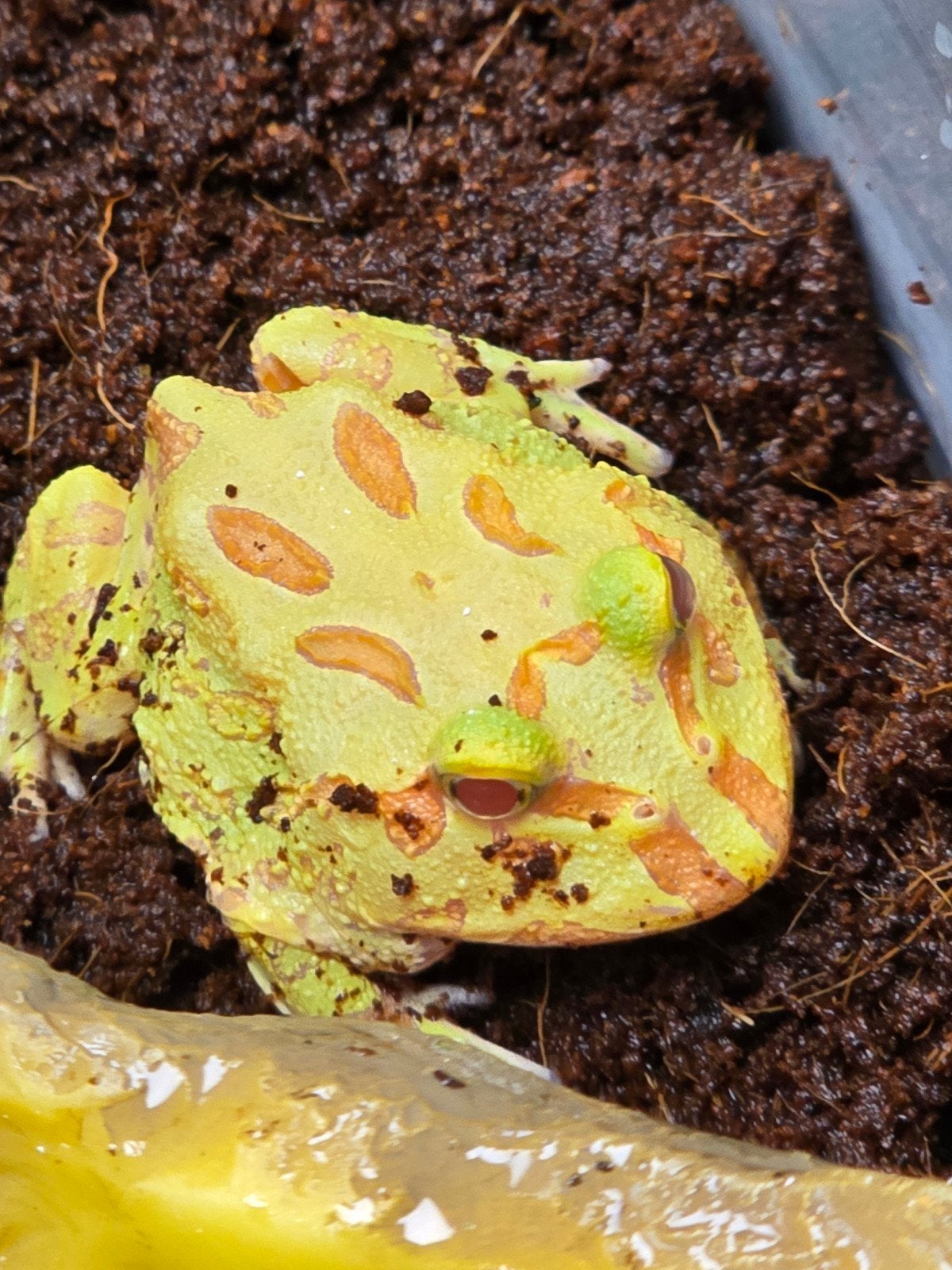Prachtige hoornkikkers (Ceratophrys cranwelli) vele kleuren Frog photo 2