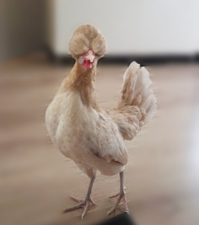 Prachtige jonge Padua / Kuifhoen haan (Zeer tam!), Dieren en Toebehoren, Mannelijk, Kip