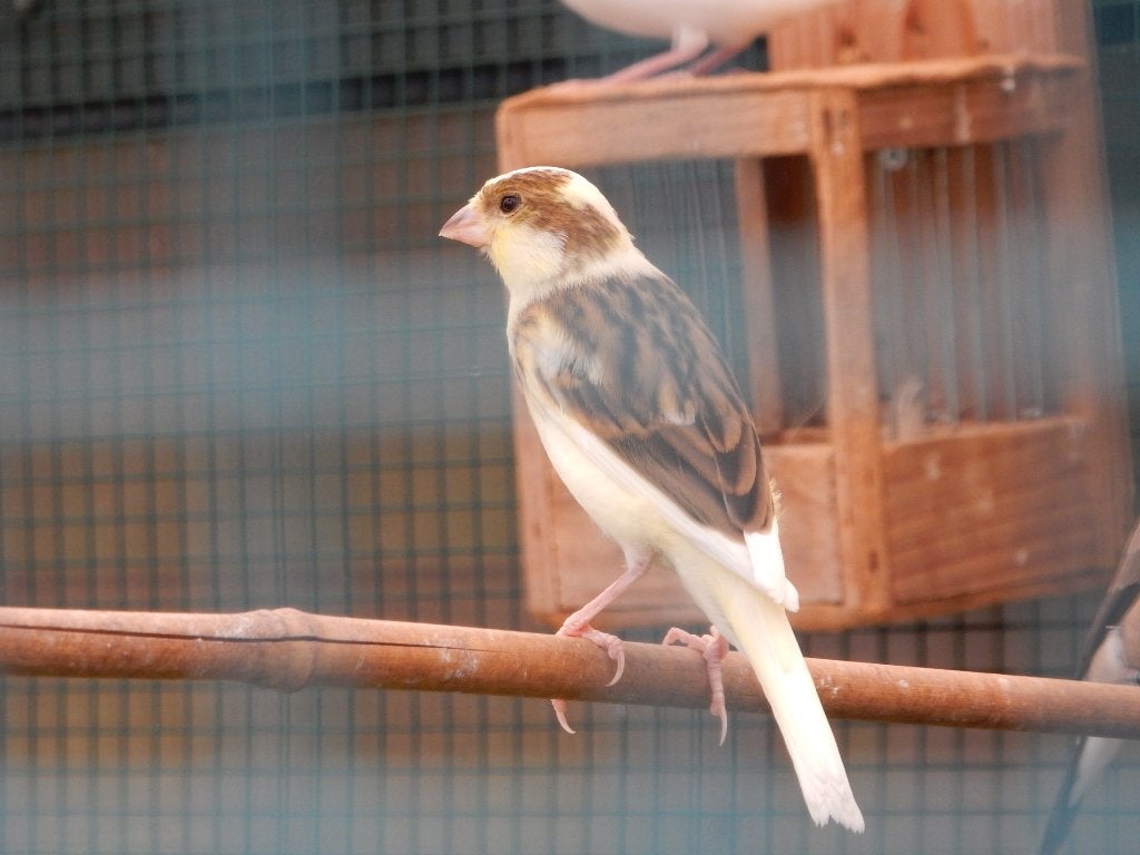 kanaries, Meerdere dieren, Kleurkanarie