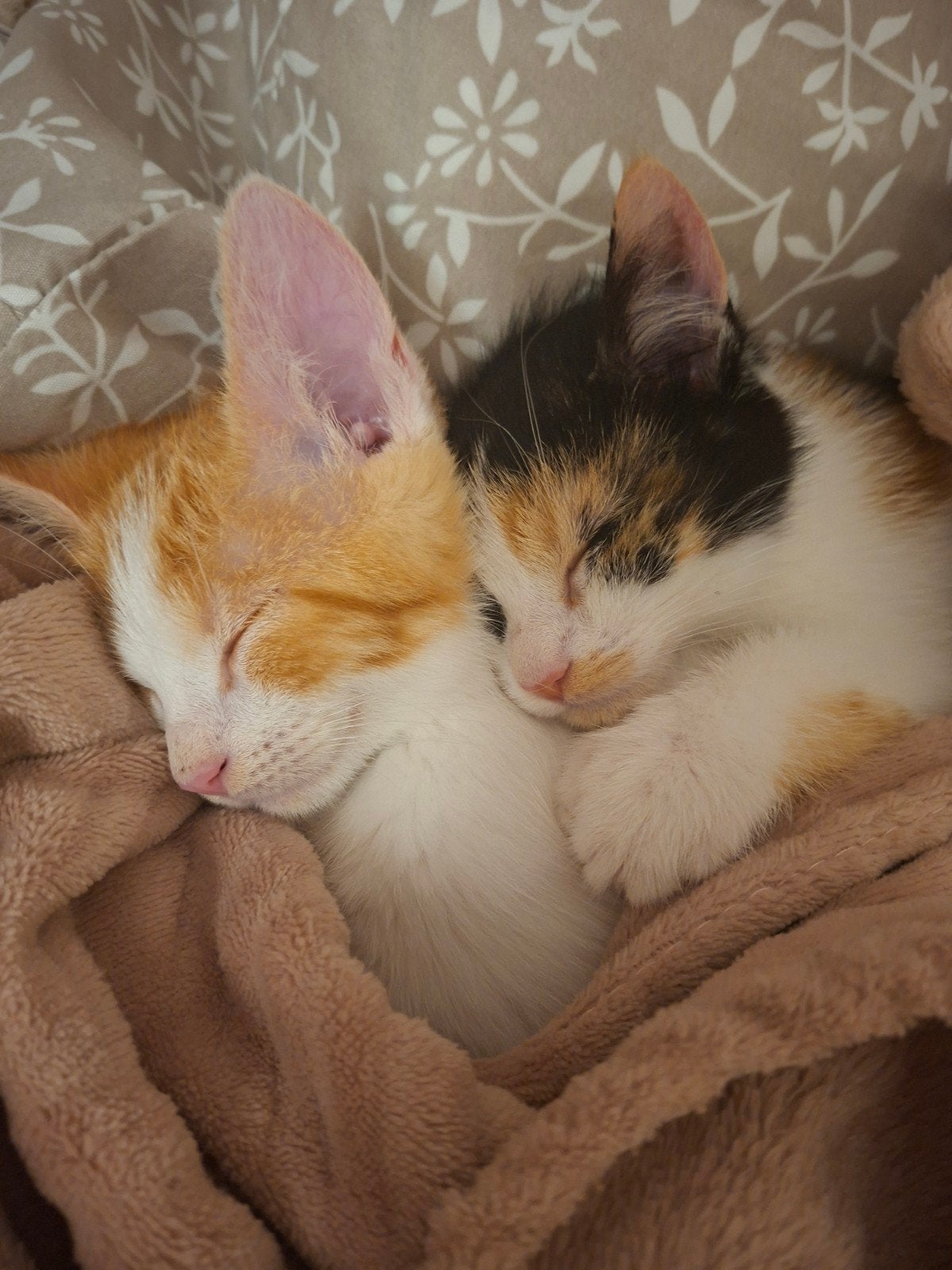 Oppas gezocht voor 2 huis katten. SPOED