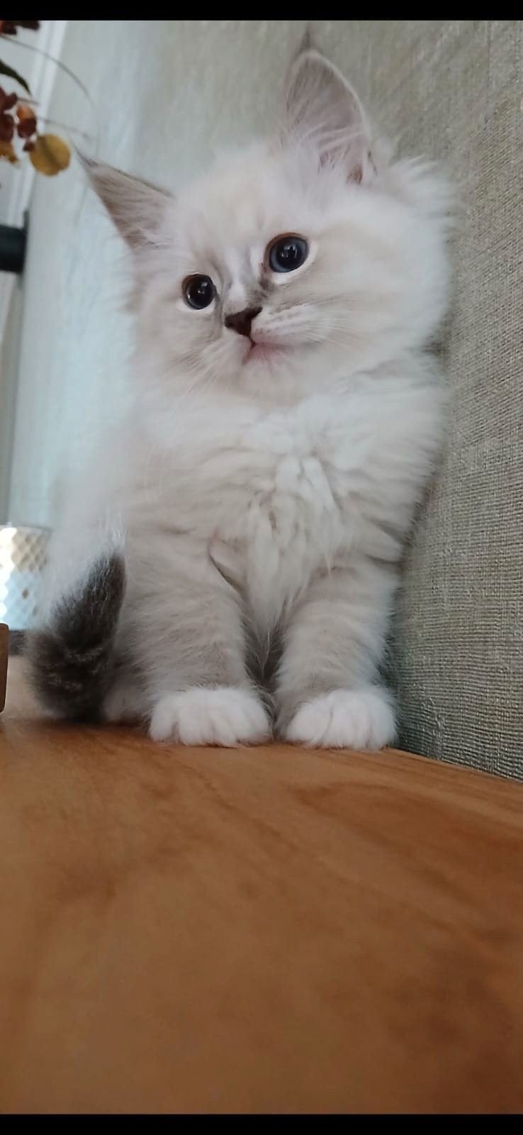 Raszuivere prachtige Ragdoll kittens, Meerdere dieren, Ontwormd, 0 tot 2 jaar