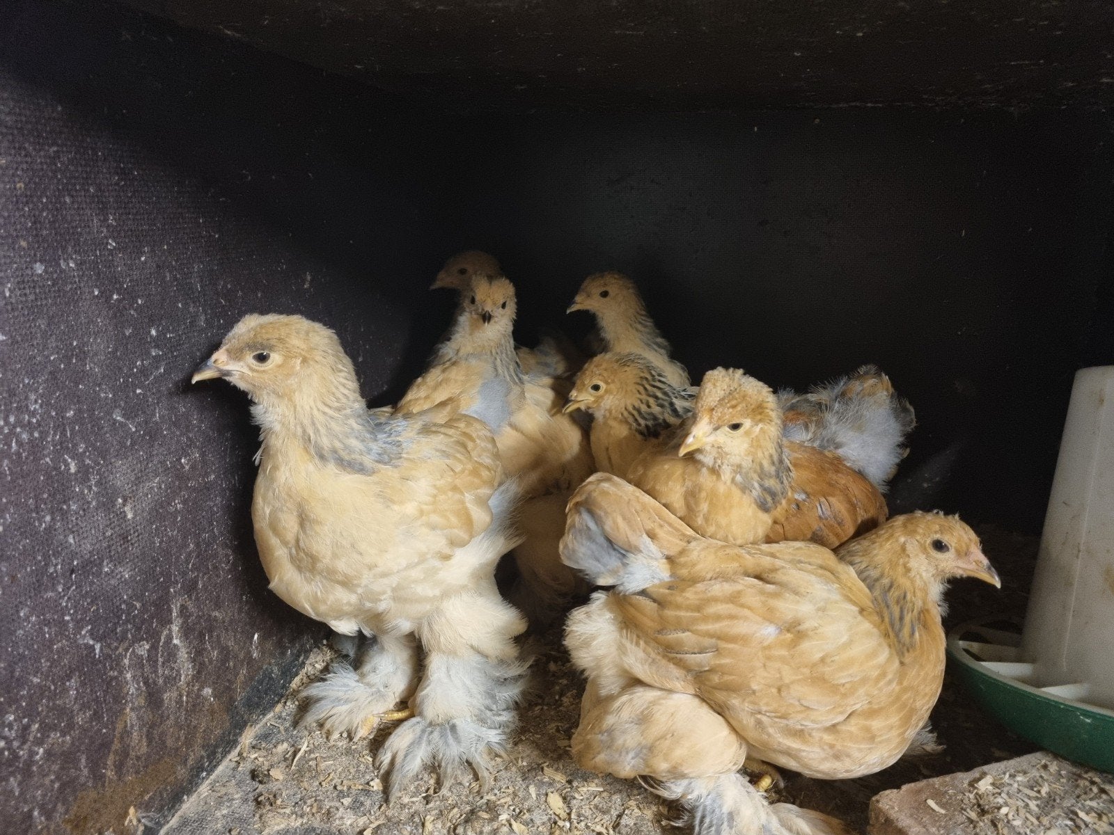 brahma kuikens 7 weken, Geslacht onbekend, Kip