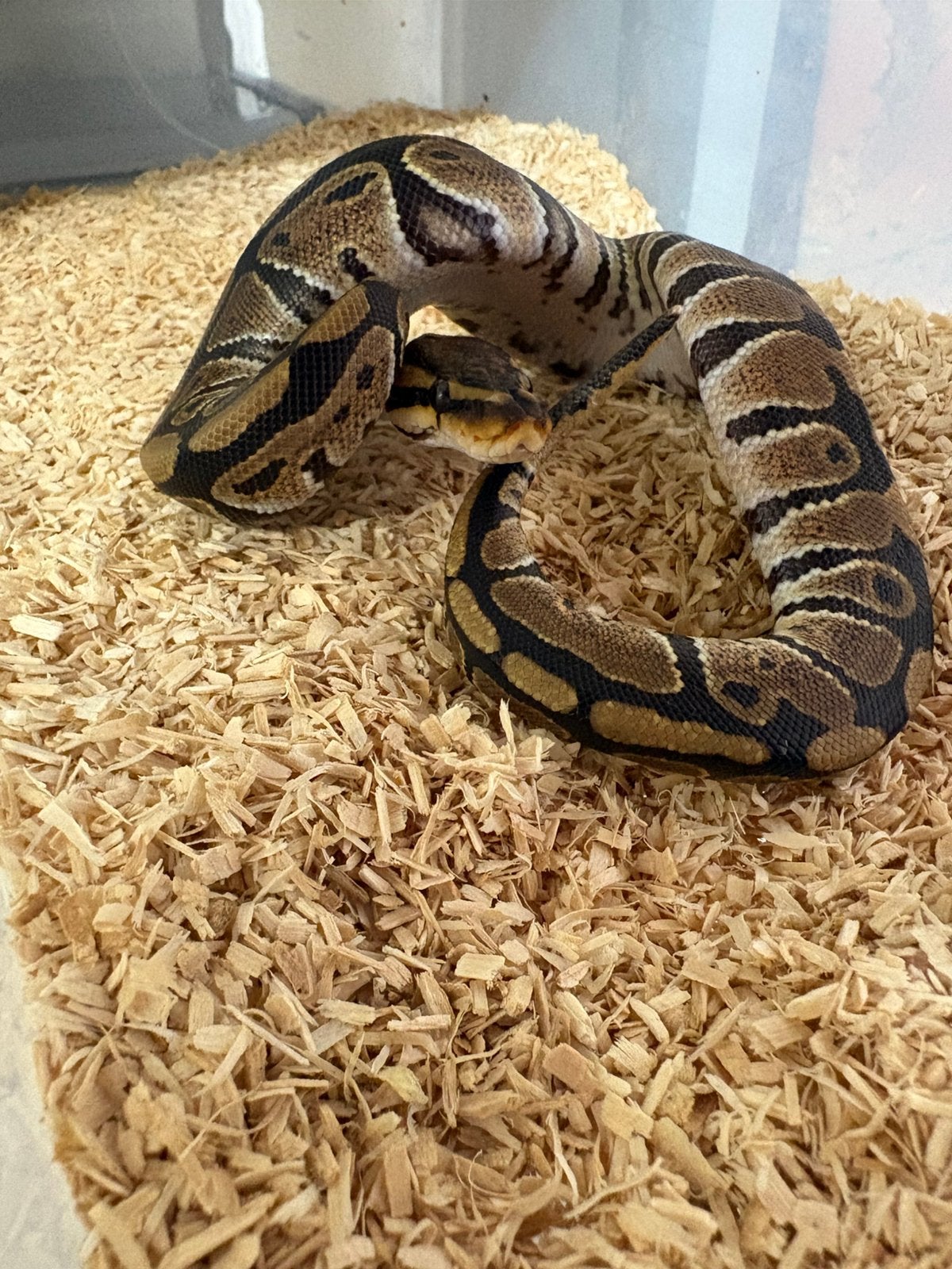 Vrouwtje wildkleur dh dg clown koningspython ballpython Ball Python - female for sale from willems