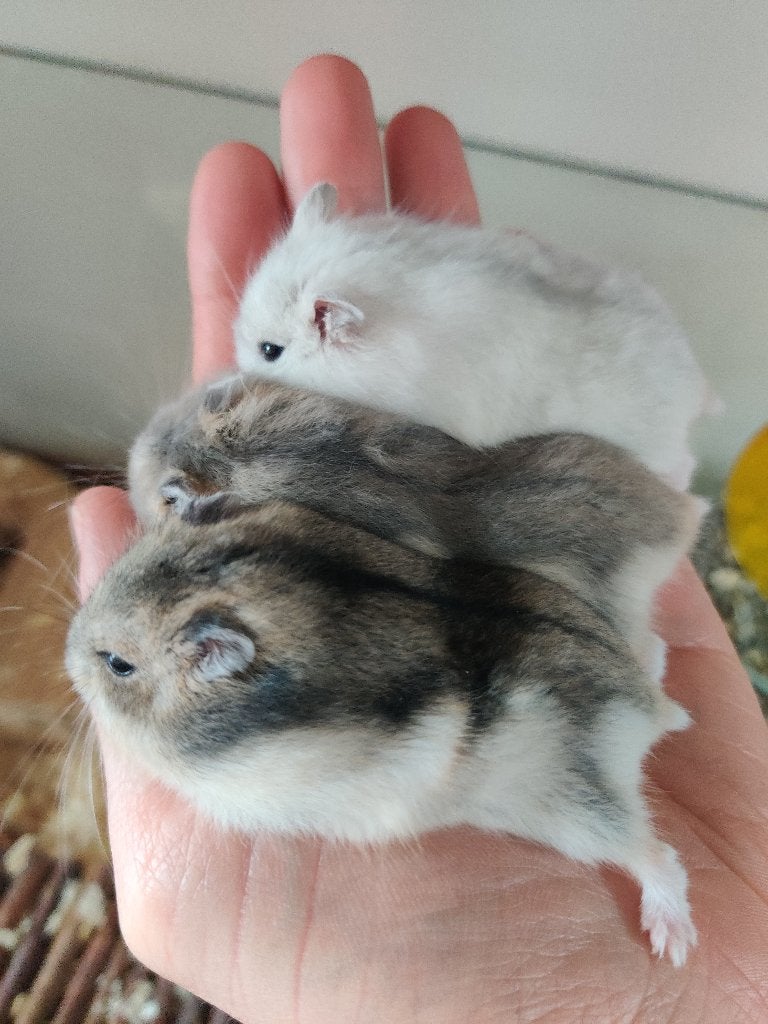 Ongeschikt: (Syrische) goudhamster en Chinese dwerghamster, Hamster, Juli, Meerdere dieren, Tam