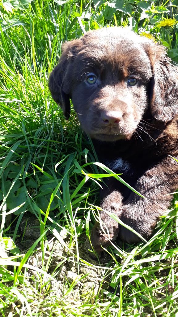 Kruising pup Bencie!!, Dieren en Toebehoren, Honden | Retrievers, Spaniëls en Waterhonden, Meerdere dieren, Overige rassen, Fokker | Professioneel