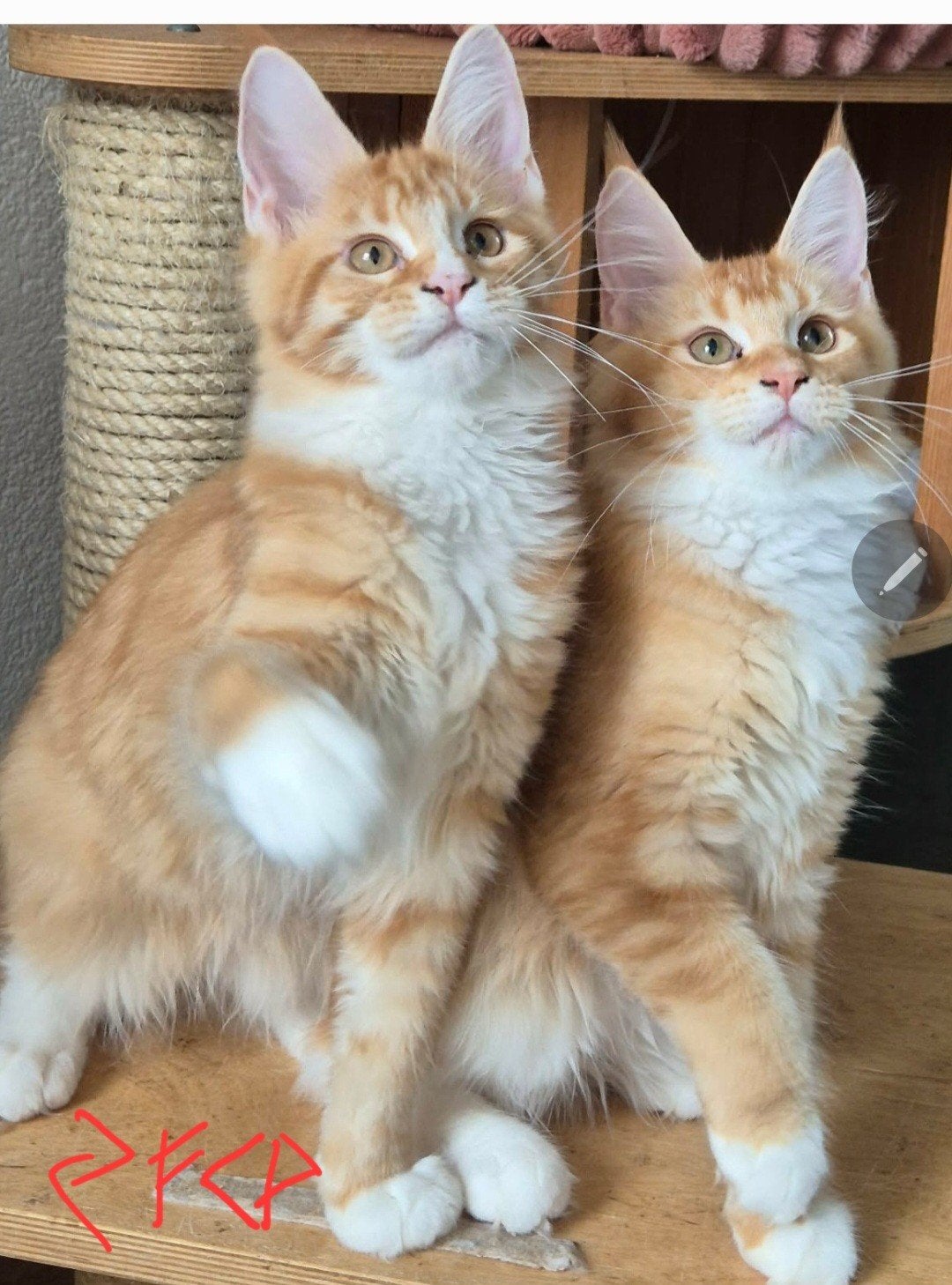 Maine Coon kittenst met stamboom, Meerdere dieren, Met stamboom, 0 tot 2 jaar