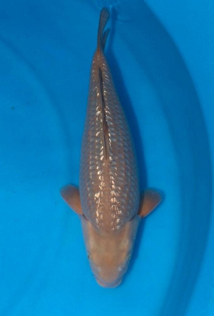 koi  hele leuke, maar ook hele tamme ginrin chagoi tammaker, Karper of Koi