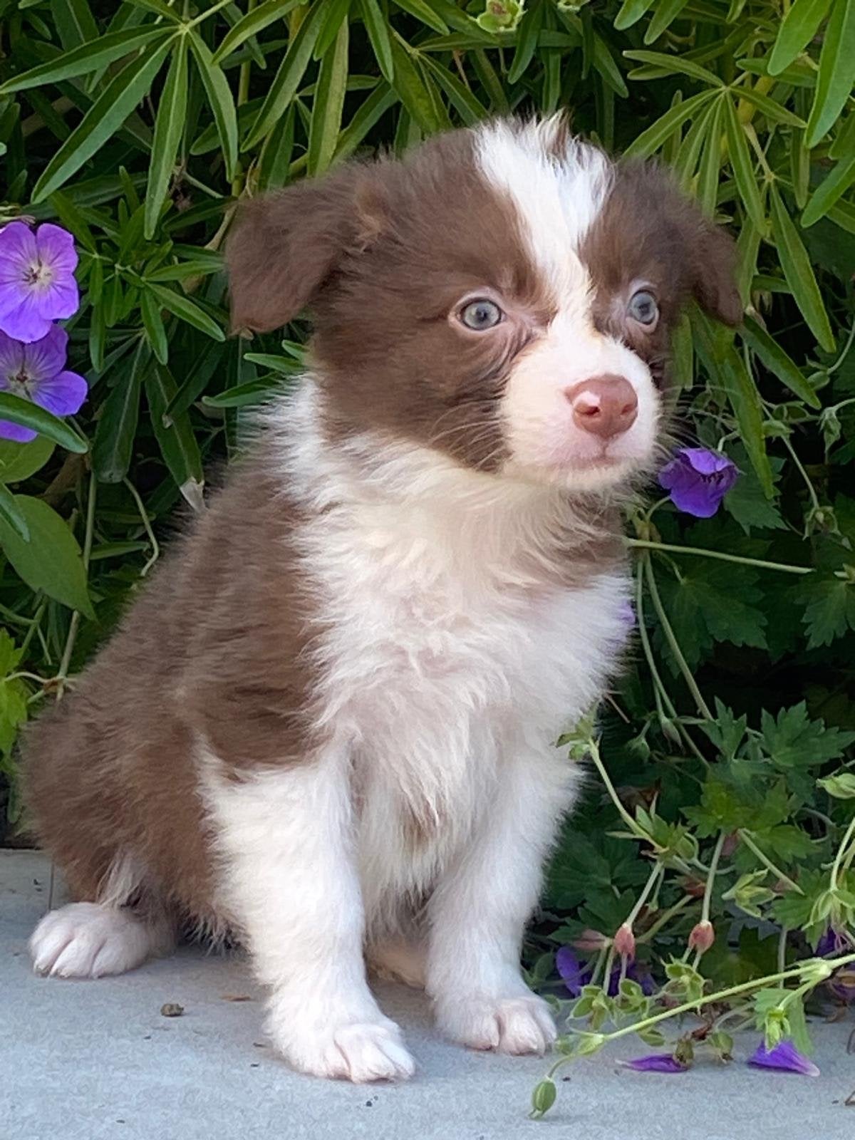 Border collie pups, Dieren en Toebehoren, België, 8 tot 15 weken, Collie, Parvo