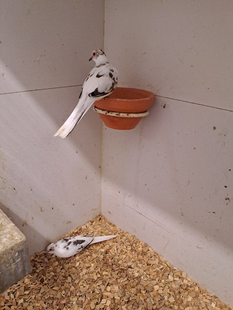 Diamantduiven bont, Meerdere dieren, Tropenvogel, Geringd