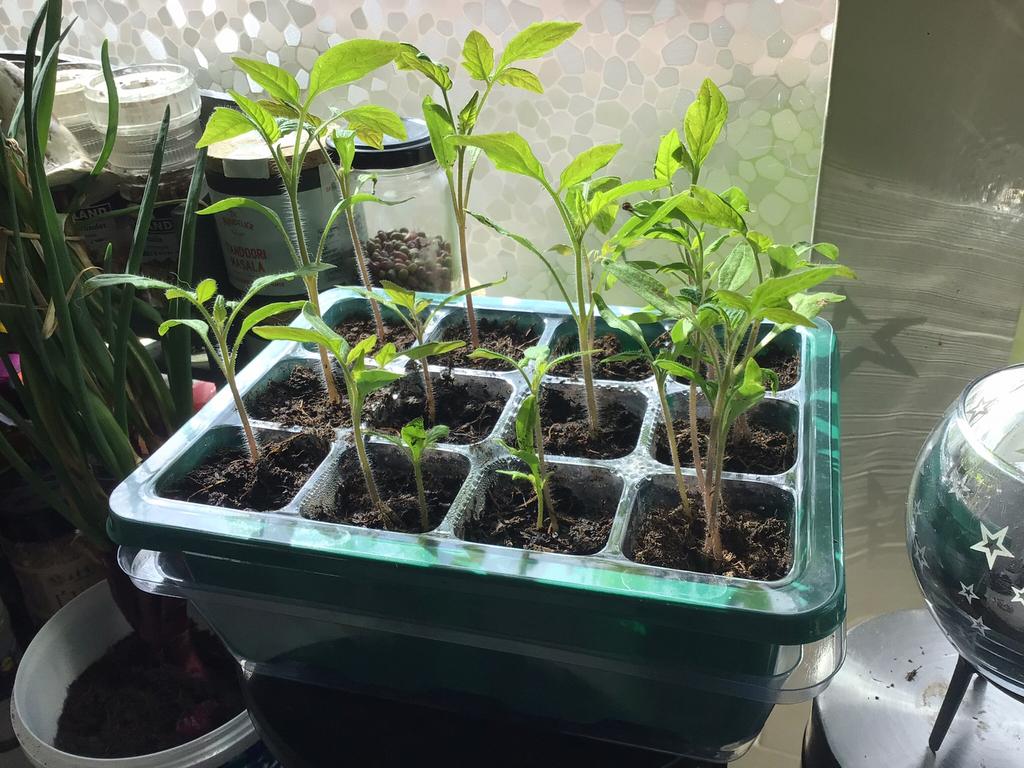 Tomaten stekjes rood, Tuin en Terras, Planten | Tuinplanten, Ophalen, Eenjarig, Groenteplanten, Volle zon