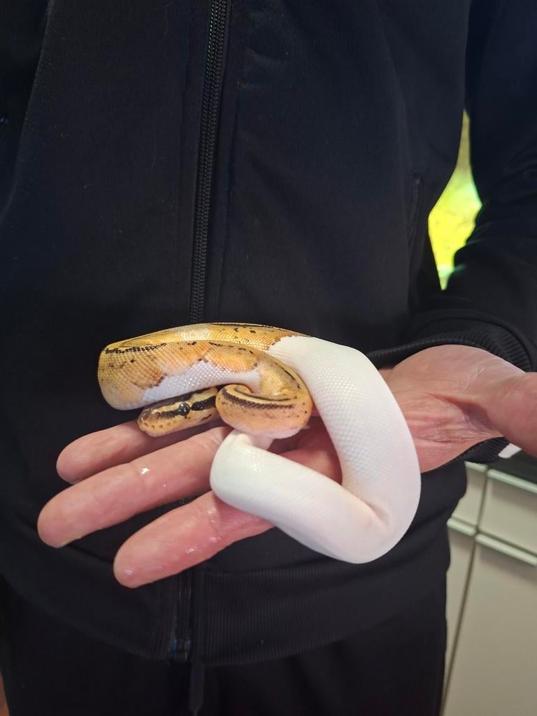 2.0 pied nakweek 25 Ball Python - male for sale from mommyof2