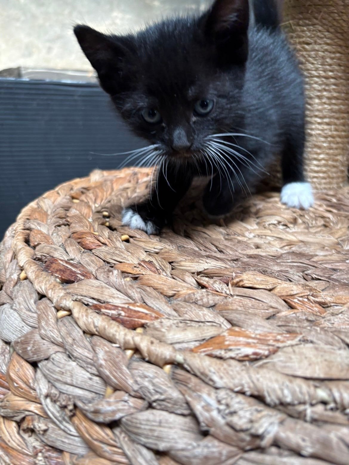 Kitten te koop, Dieren en Toebehoren, Meerdere dieren, Kortharig, 0 tot 2 jaar