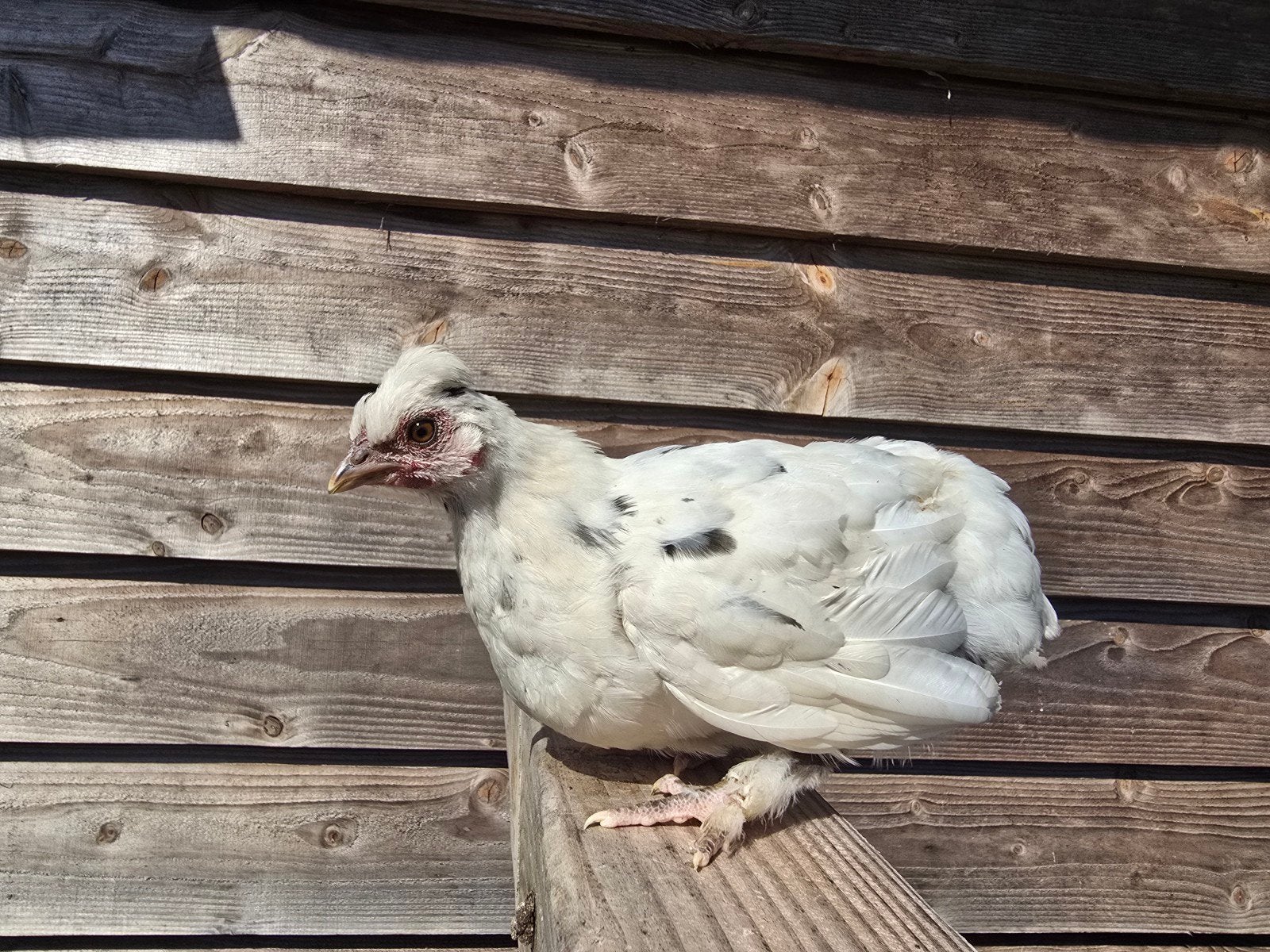 Hen, kip, kuiken., Vrouwelijk, Kip