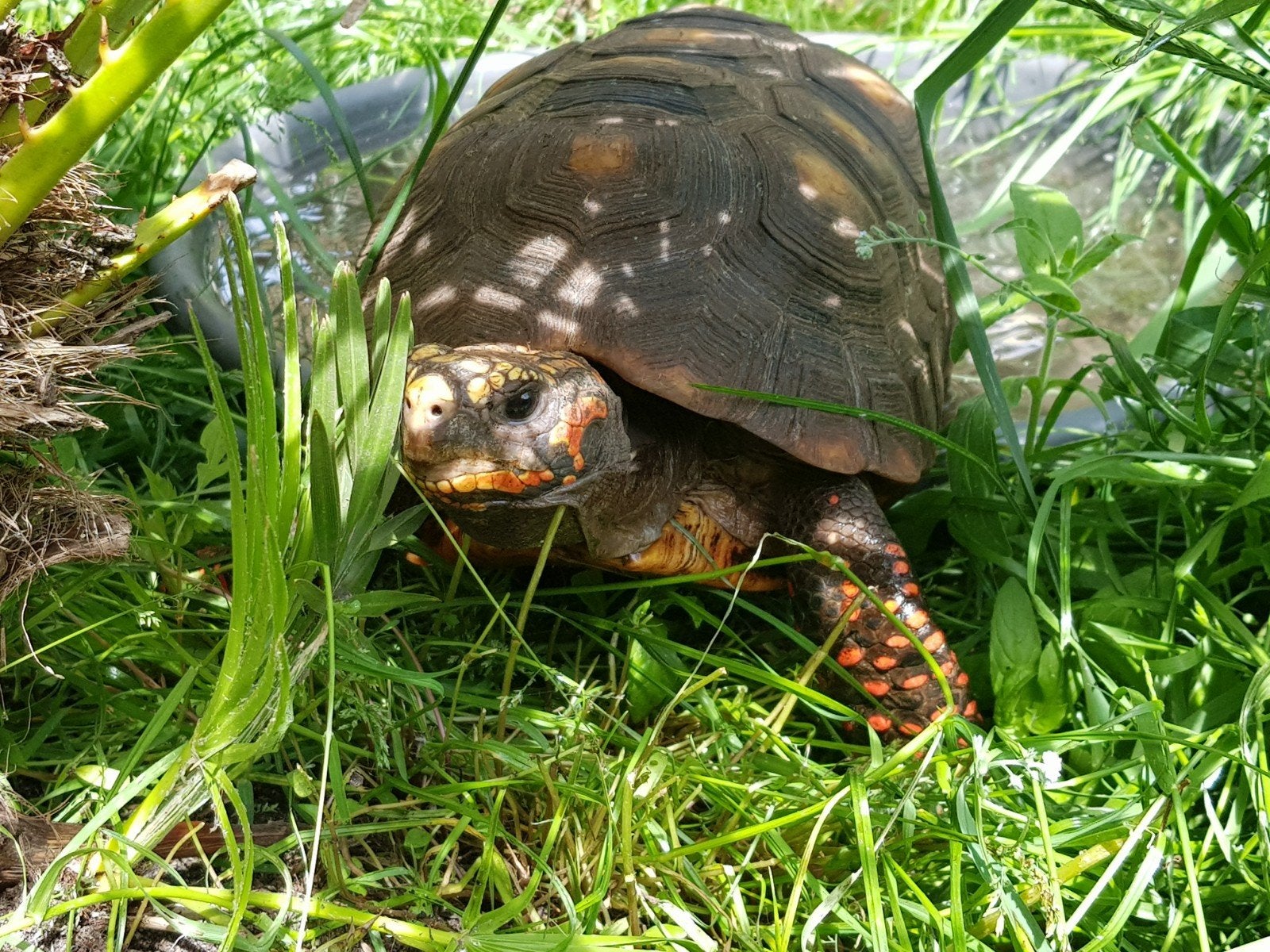 Kolenbranderschildpad – Chelonoidis carbonarius – nk 2025 Tortoise photo 17
