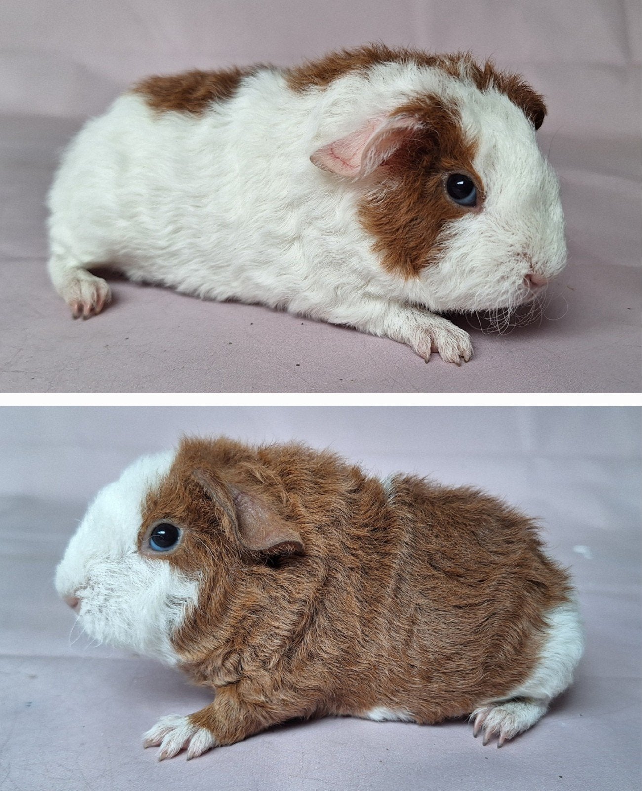 Jong US teddy zeugje - goud/wit, Dieren en Toebehoren, Cavia, Juli, Vrouwelijk, Tam