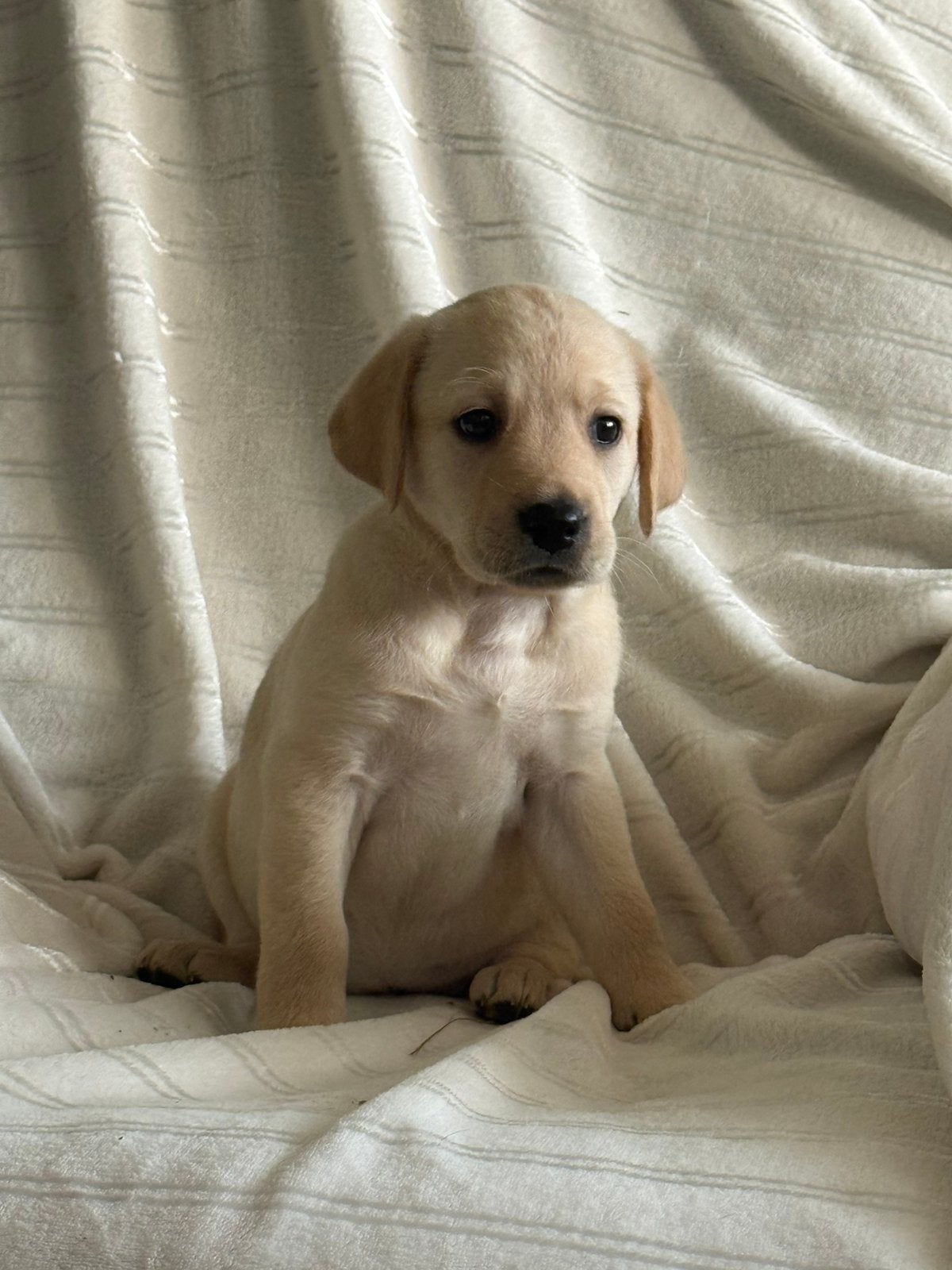 Mooie gezonde labradoodle f1 pups, Parvo, Overige rassen, 8 tot 15 weken, Meerdere
