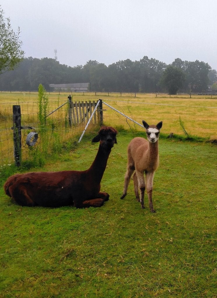 Alpaca dieren, Dieren en Toebehoren, Overige Dieren, Vrouwelijk, Juli