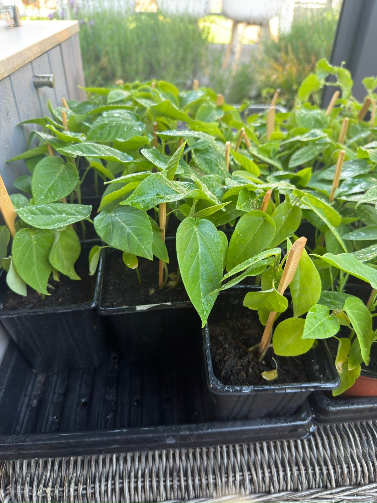 Passiflora ligularis stekjes - Passiebloem, Tuin en Terras, Planten | Tuinplanten, Ophalen, Volle zon, Vaste plant, Klimplanten