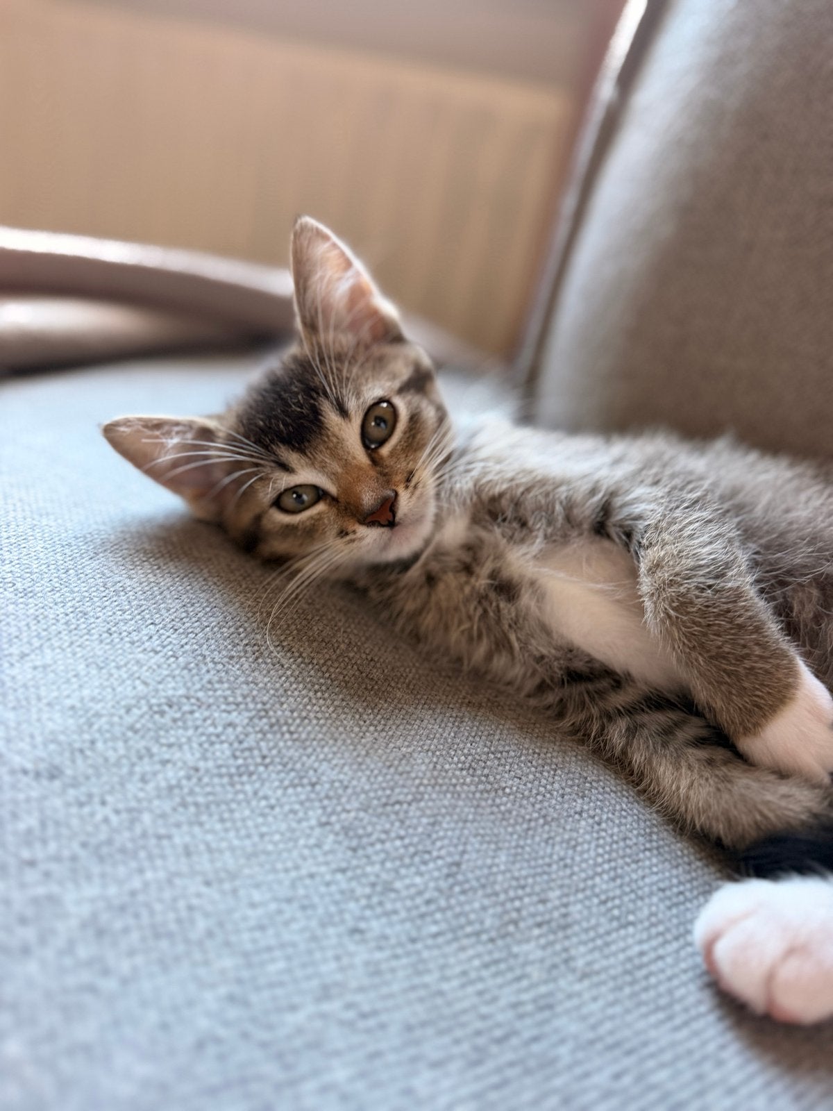 Ragdoll x kittens klaar om het nest te verlaten, Meerdere dieren, Ontwormd