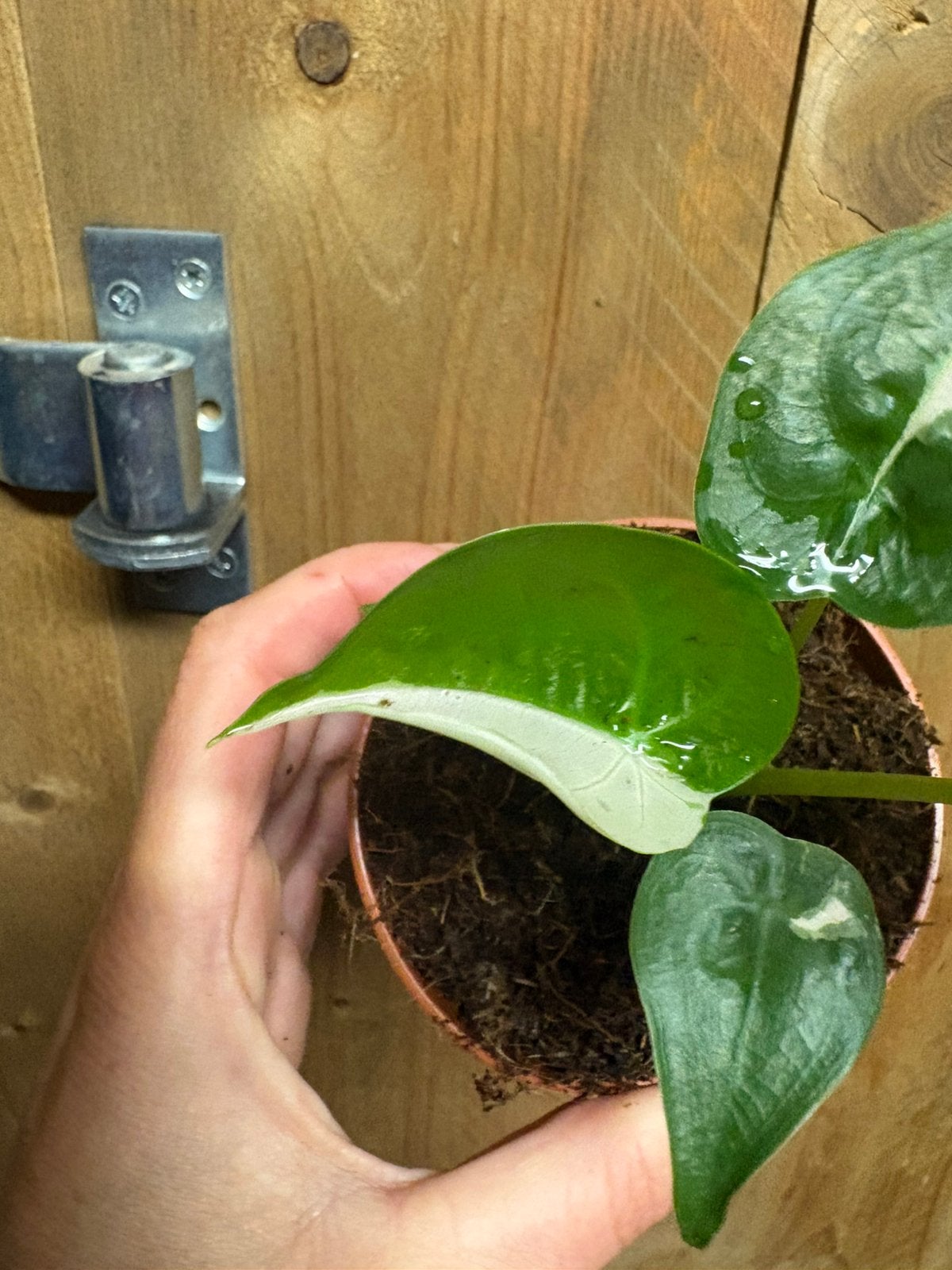 Alocasia cucullata plant albo white wit halfmoon variegata, Ophalen of Verzenden, Halfschaduw, Minder dan 100 cm
