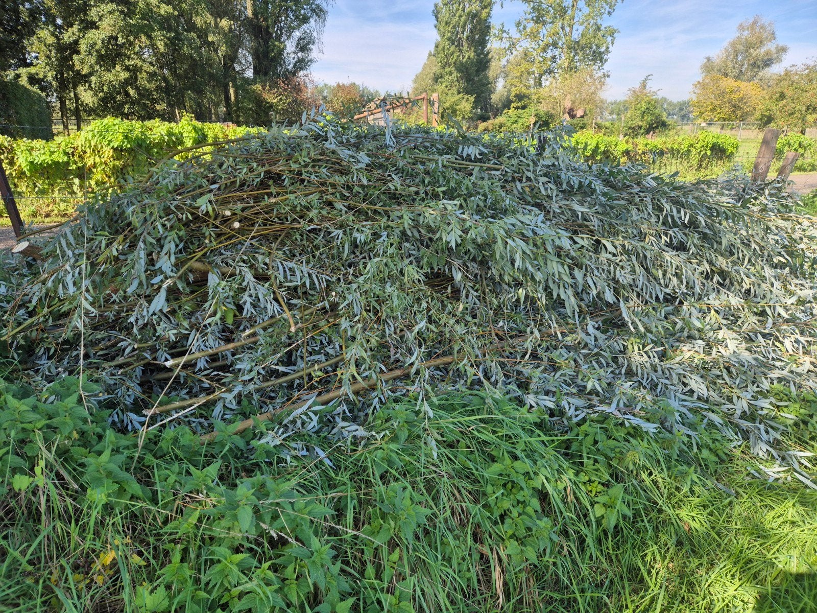 Wilgentenen, Ophalen, Overige soorten