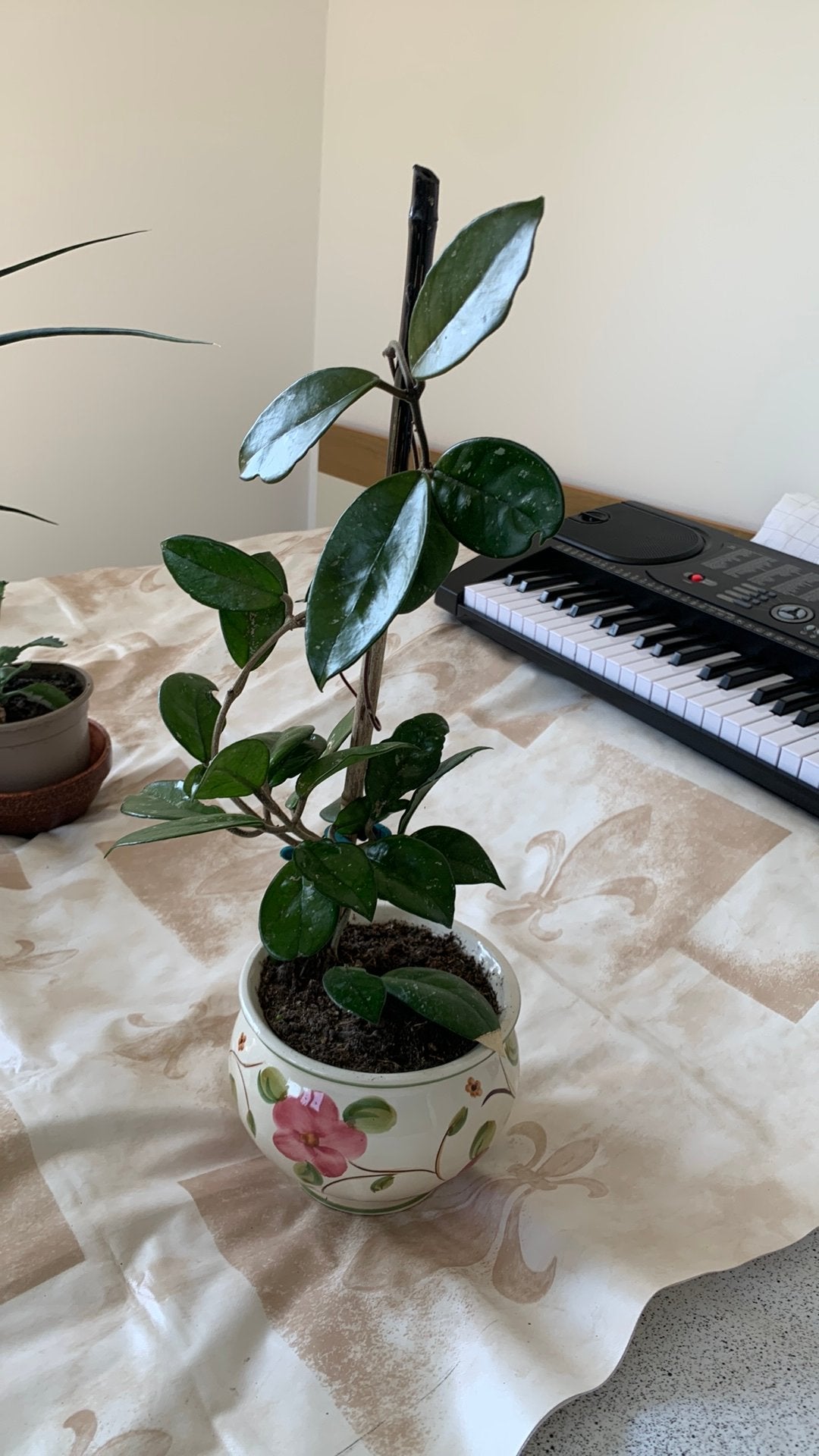 Vet plant met pot €8, Ophalen, Halfschaduw, Minder dan 100 cm