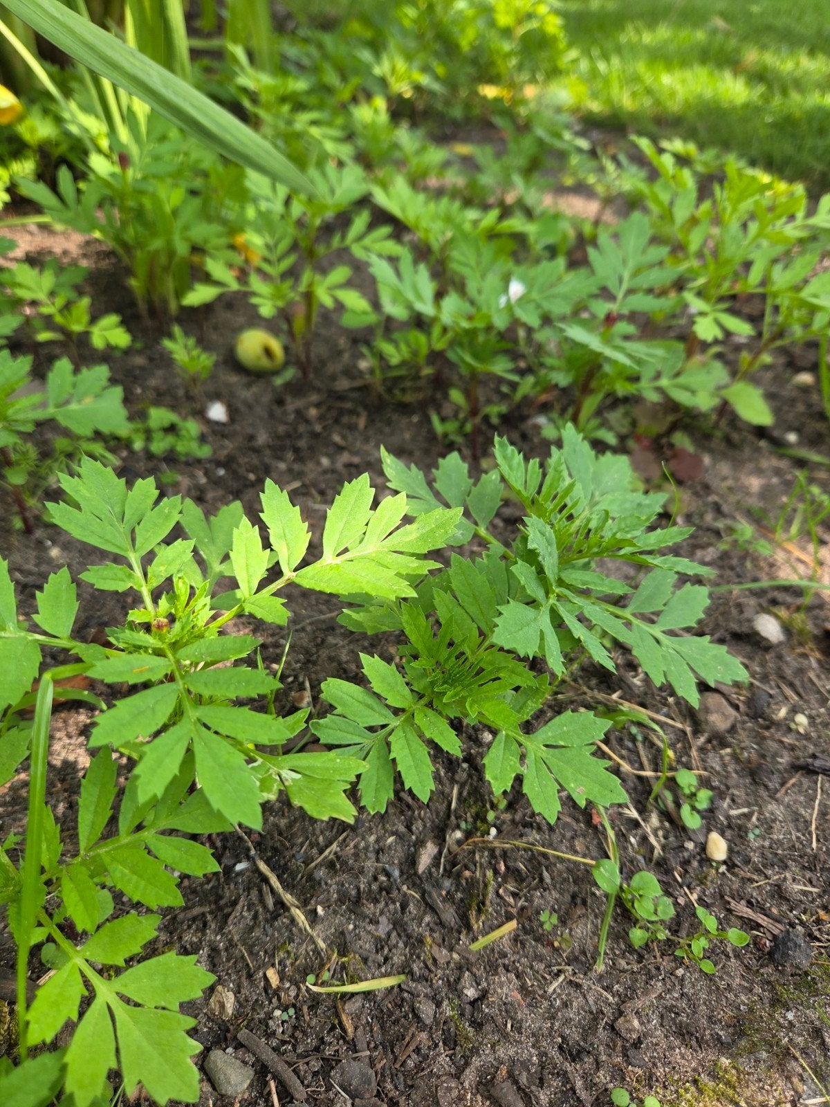 Jonge afrikaantjes planten, Volle zon, Eenjarig, Zomer, Ophalen