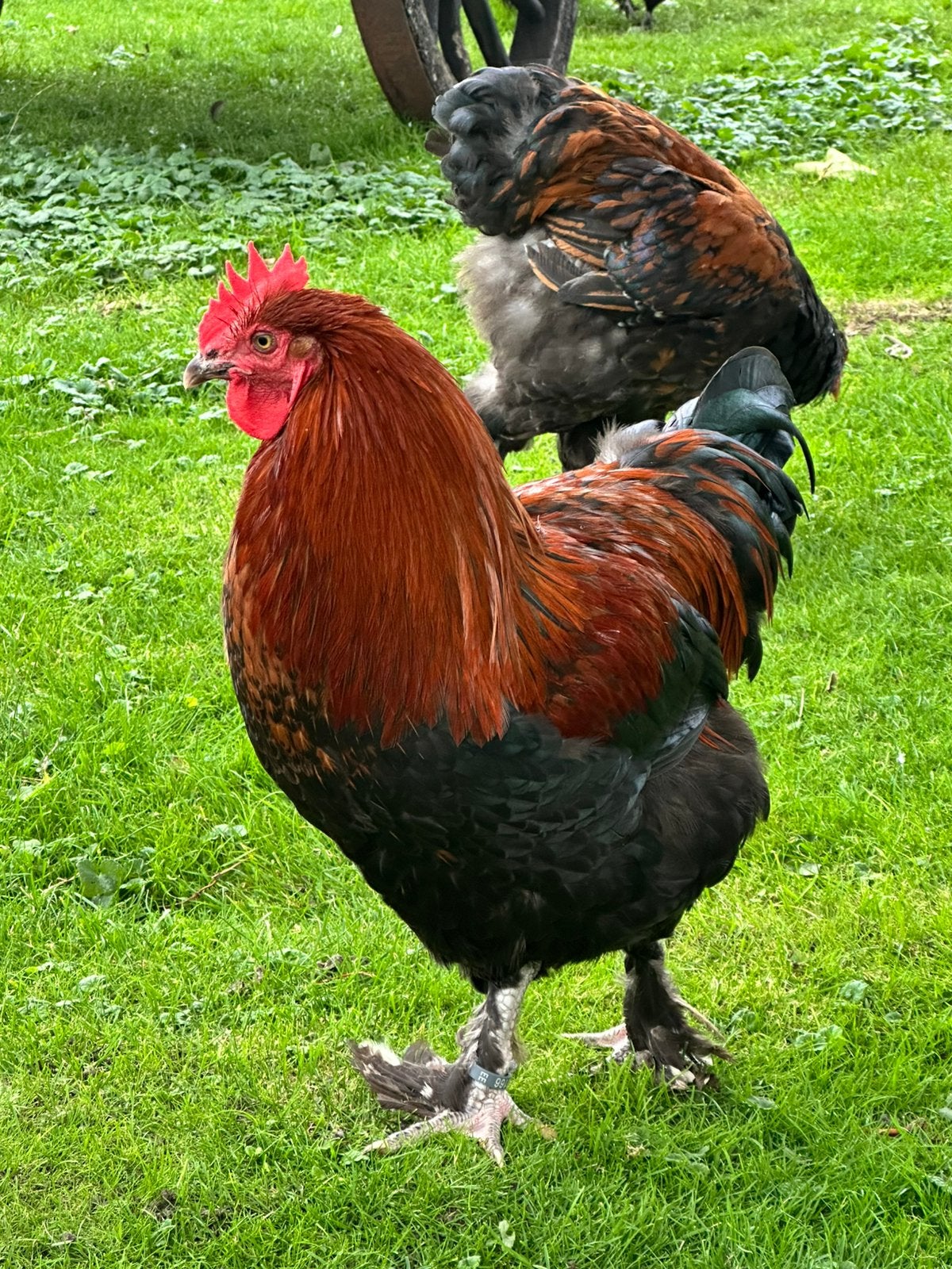 Marans hanen, Dieren en Toebehoren, Mannelijk, Kip