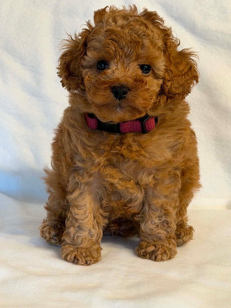 prachtige Toy Poedel pup beschikbaar, Dieren en Toebehoren, Honden | Chihuahua's en Gezelschapshonden, Poedel, Parvo, Reu, 8 tot 15 weken